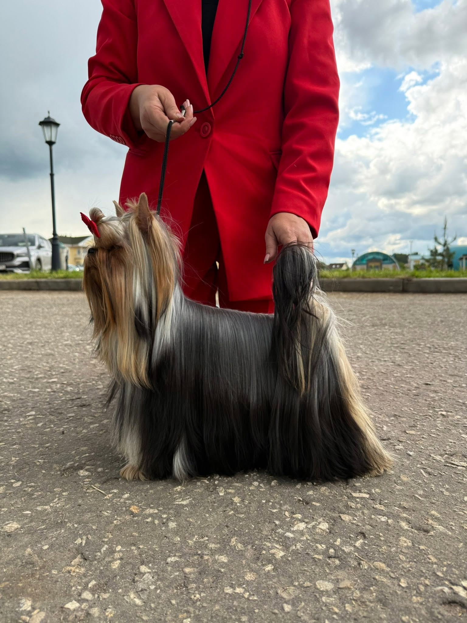 Laranta LARANTA ICON STYLE &mdash; Labaza DogPedigree YorkshireTerrier