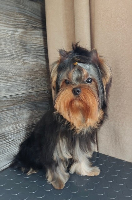 BONMARI VIZAR BONMARI VIZAR UMBERTO UNO &mdash; Labaza DogPedigree YorkshireTerrier