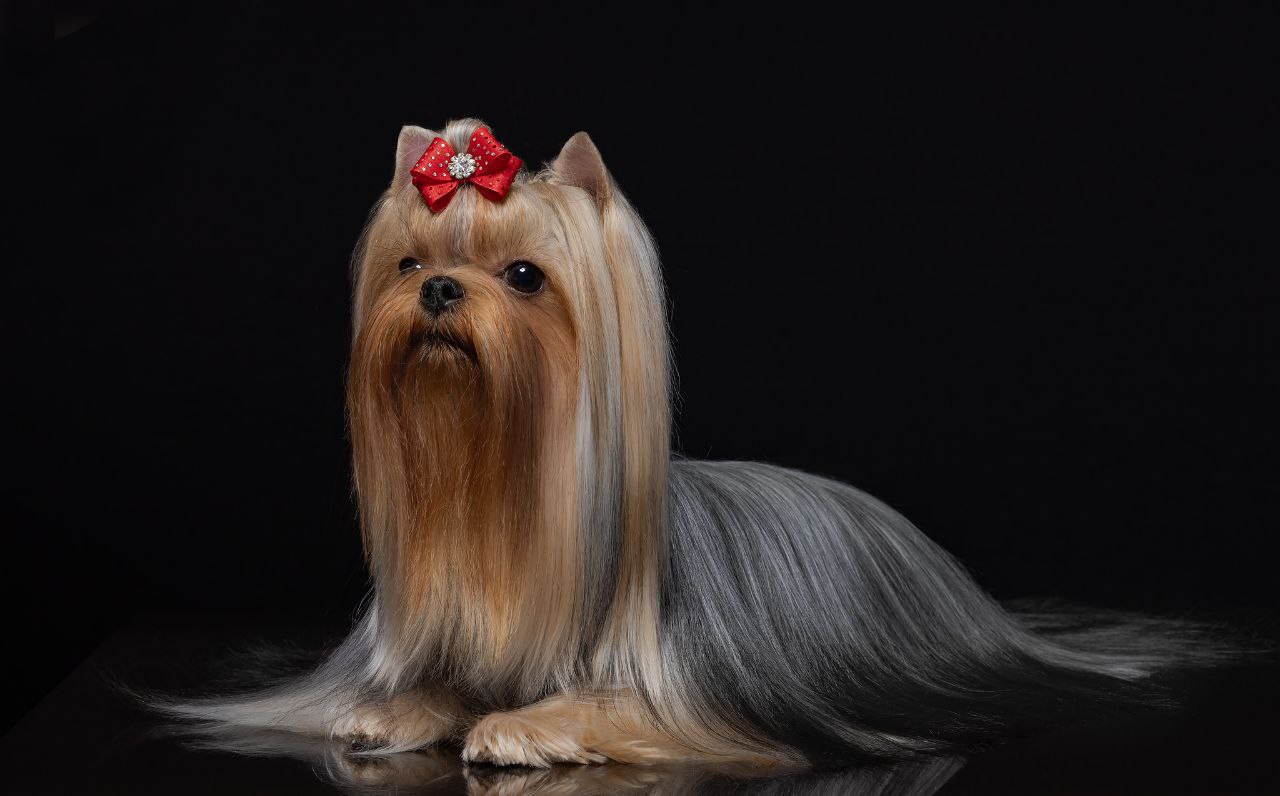 BONMARI VIZAR BONMARI VIZAR OLLISIYA TEJT &mdash; Labaza DogPedigree YorkshireTerrier