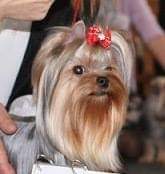BONMARI VIZAR BONMARI VIZAR ENDLESS CHARM &mdash; Labaza DogPedigree YorkshireTerrier