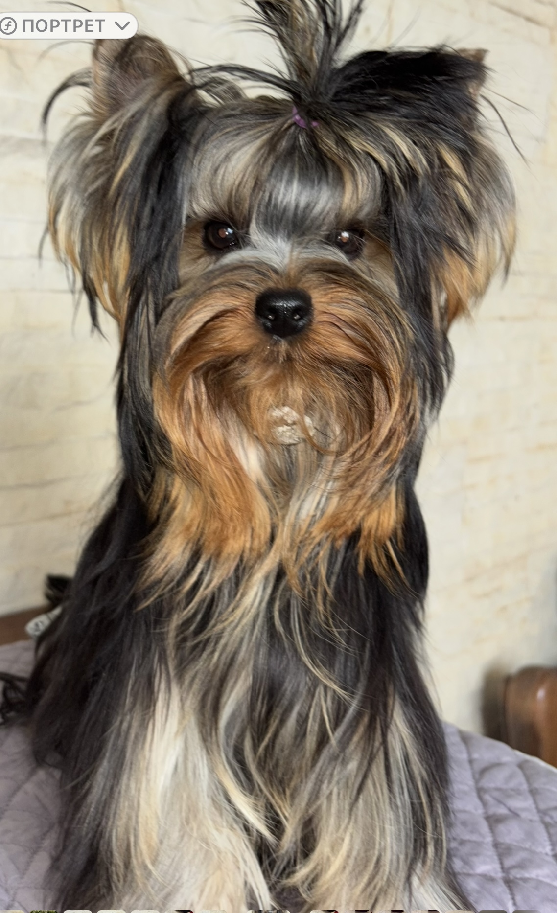 Pearl of Afrodite GRAND TOFF PEARL OF AFRODITE &mdash; Labaza DogPedigree YorkshireTerrier