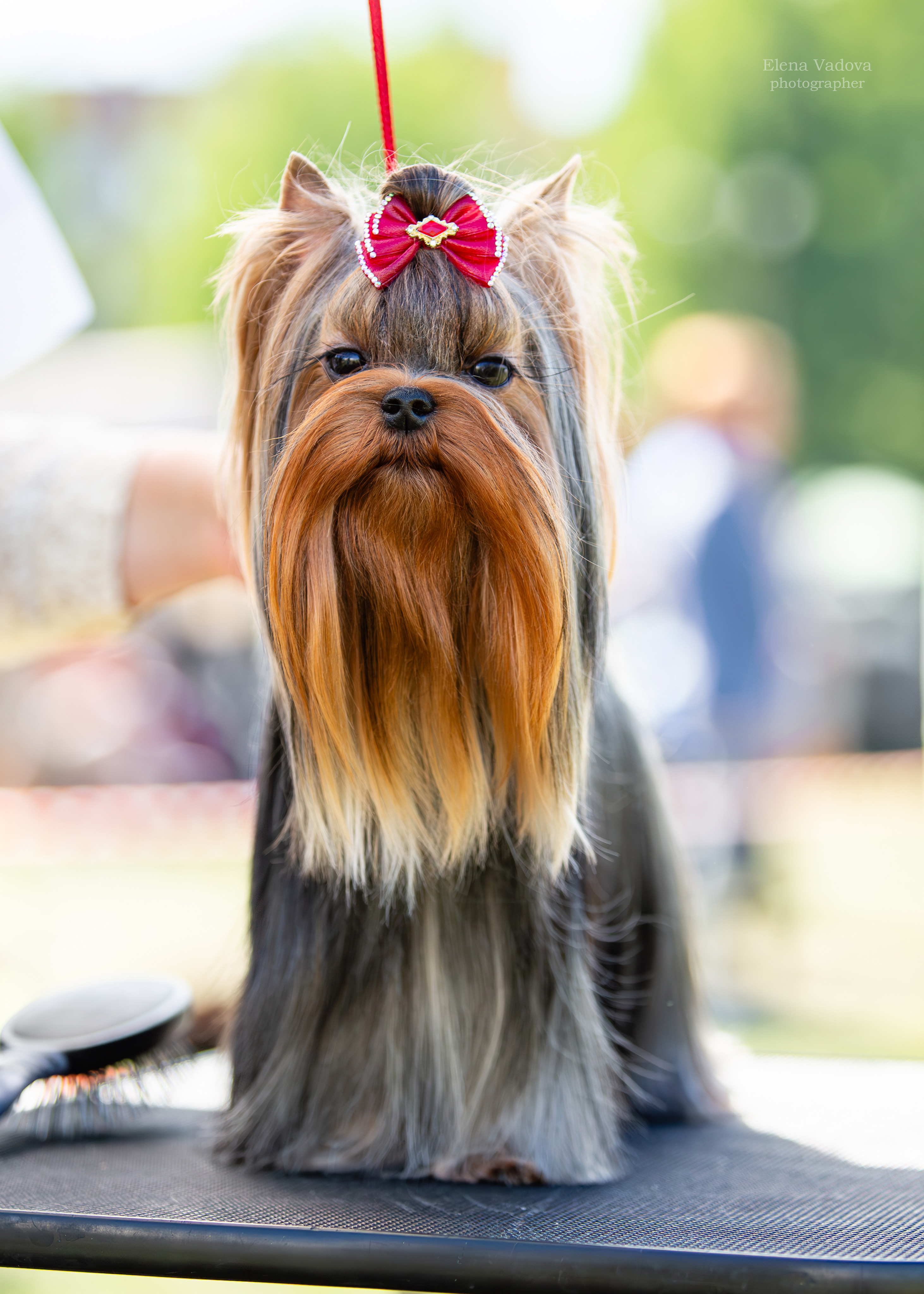 IREN VICTORIUS LILI &mdash; Labaza DogPedigree YorkshireTerrier