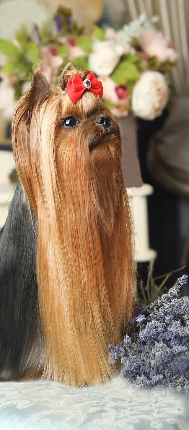 IREN VICTORIUS LILU &mdash; Labaza DogPedigree YorkshireTerrier