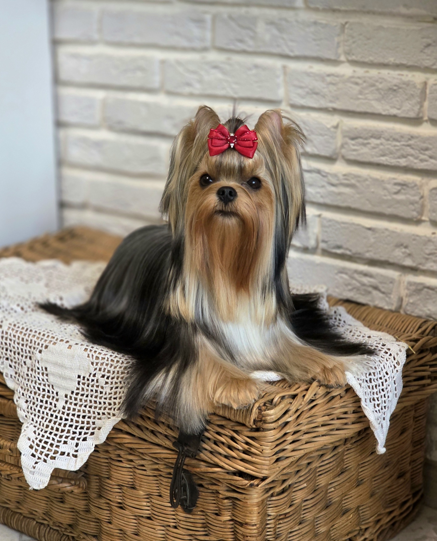 ELEGANT BAUBLES SKY SUPERNOVA &mdash; Labaza DogPedigree YorkshireTerrier