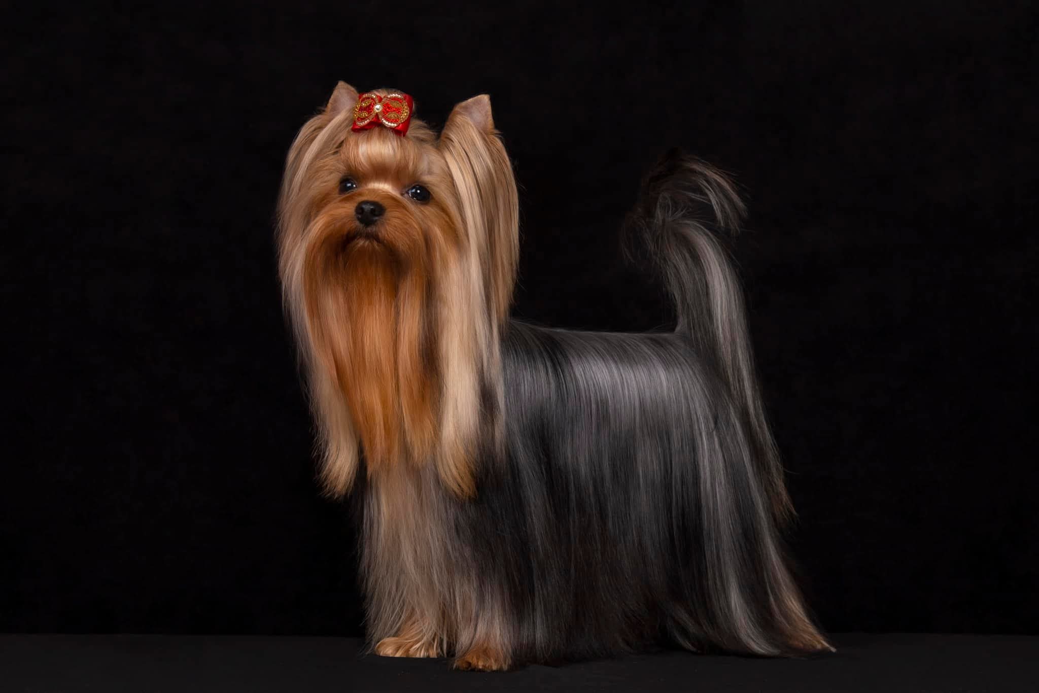 PRINCESS JANICE ARABESQUE &mdash; Labaza DogPedigree YorkshireTerrier