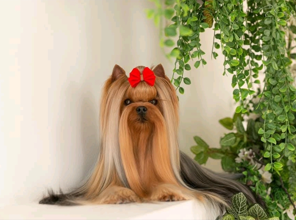  MITTENS SKY VERESK &mdash; Labaza DogPedigree YorkshireTerrier