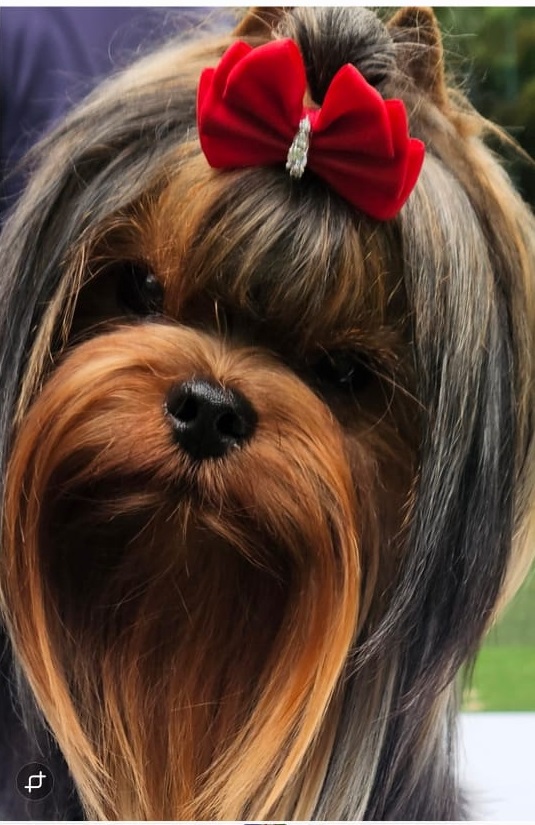 Laranta LARANTA I DID IT AGAIN &mdash; Labaza DogPedigree YorkshireTerrier