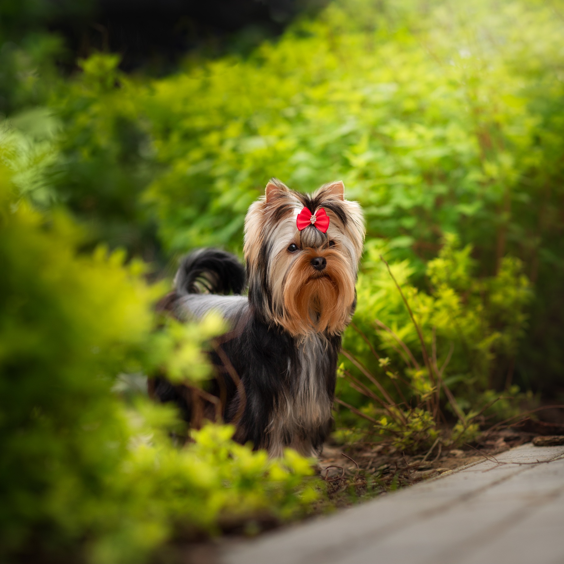 IMPIRE POWER ARIELLE FOR ETERNITIKRISTALL &mdash; Labaza DogPedigree YorkshireTerrier