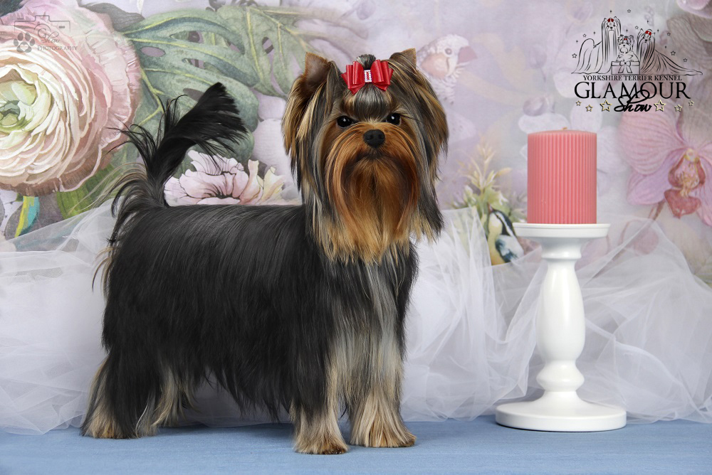 Glamour Show GLAMOUR SHOW MILLION KISSES &mdash; Labaza DogPedigree YorkshireTerrier