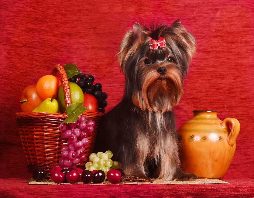 Laranta LARANTA  YOU AND ME &mdash; Labaza DogPedigree YorkshireTerrier