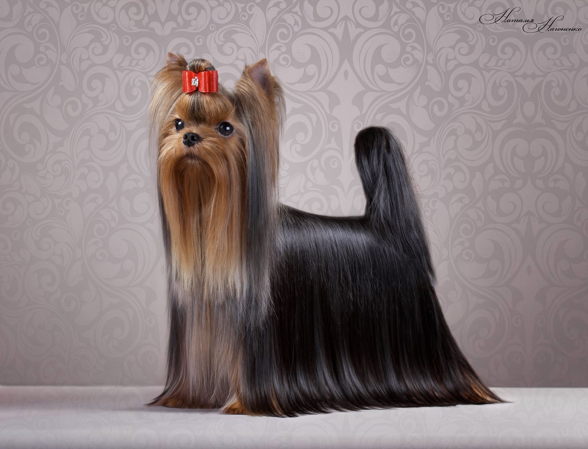 Laranta LARANTA YULALIYA &mdash; Labaza DogPedigree YorkshireTerrier