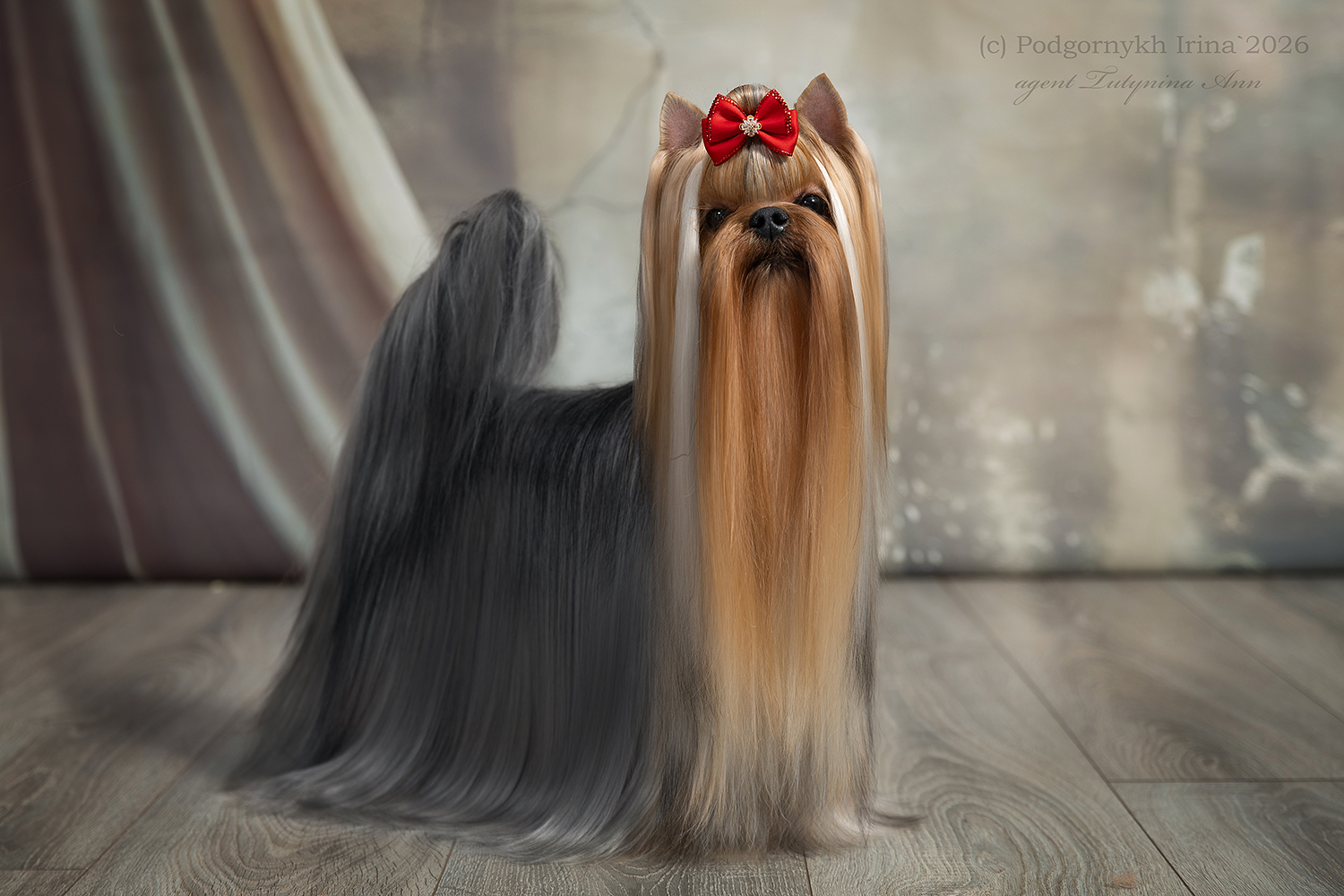 DALI KEY DALI KEY TREMENDOUS SUCCESS &mdash; Labaza DogPedigree YorkshireTerrier