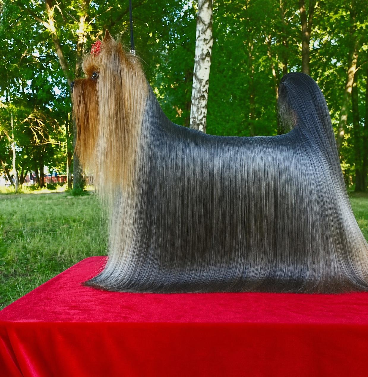 MODEN TIME MODEN TIME SHIZGARA &mdash; Labaza DogPedigree YorkshireTerrier
