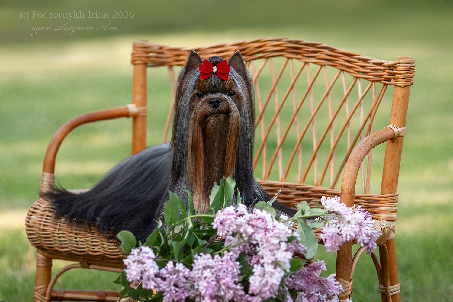 TIFFANI PERVAYA LEDI &mdash; Labaza DogPedigree YorkshireTerrier