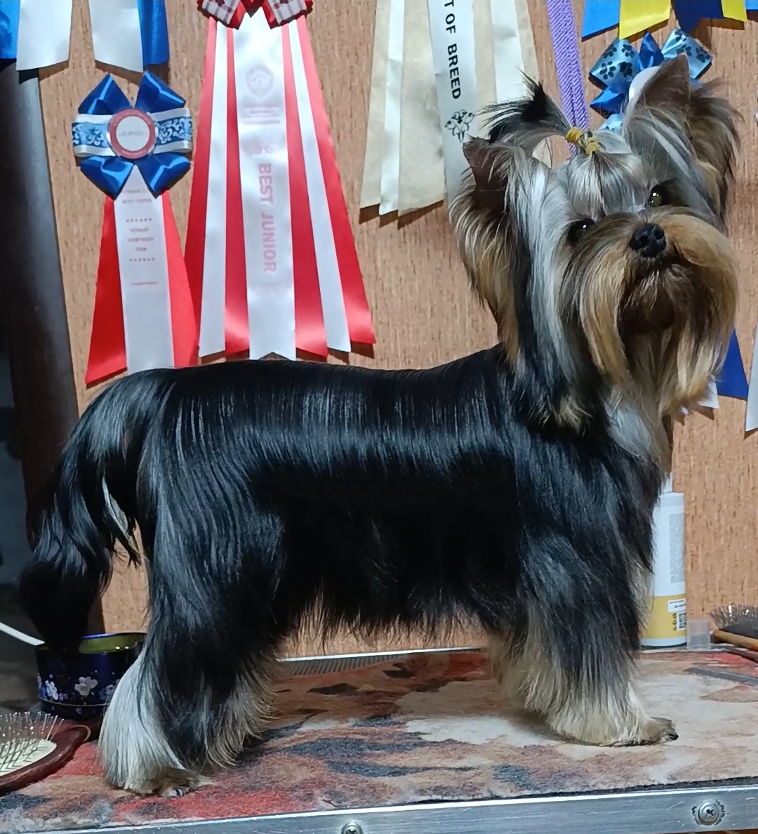 FAIRY FLAME HARLEY DAVIDSON &mdash; Labaza DogPedigree YorkshireTerrier