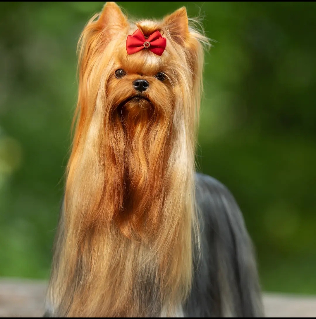 PECH HOUP PECH HOUP I'ISKYCHENIE &mdash; Labaza DogPedigree YorkshireTerrier