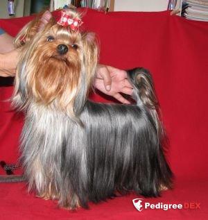  MINI SHOP ZOOM INSPEKTOR &mdash; Labaza DogPedigree YorkshireTerrier