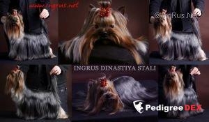 INGRUS DINASTIYA STALI &mdash; Labaza DogPedigree YorkshireTerrier