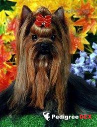  MINI SHOP JACK POT IN VEGAS &mdash; Labaza DogPedigree YorkshireTerrier