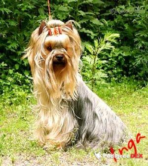 TEKICHE MAIYA FIONA PAOLA ANGEL &mdash; Labaza DogPedigree YorkshireTerrier