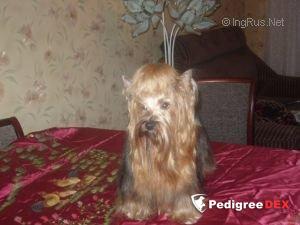  ANGEL FACE &mdash; Labaza DogPedigree YorkshireTerrier