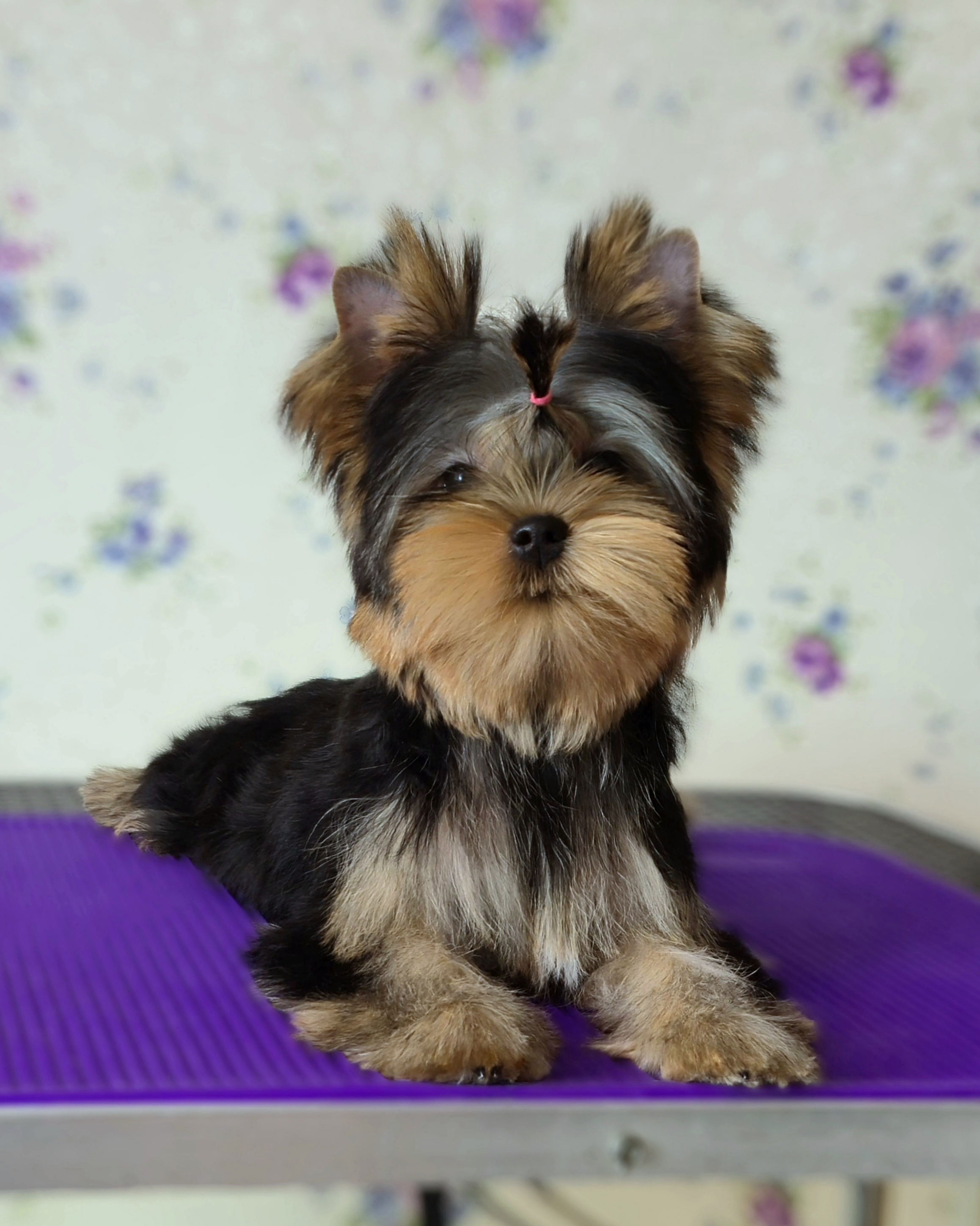 Vole'T Shou VOLE'T SHOU RUSSIAN ROULETTE &mdash; Labaza DogPedigree YorkshireTerrier