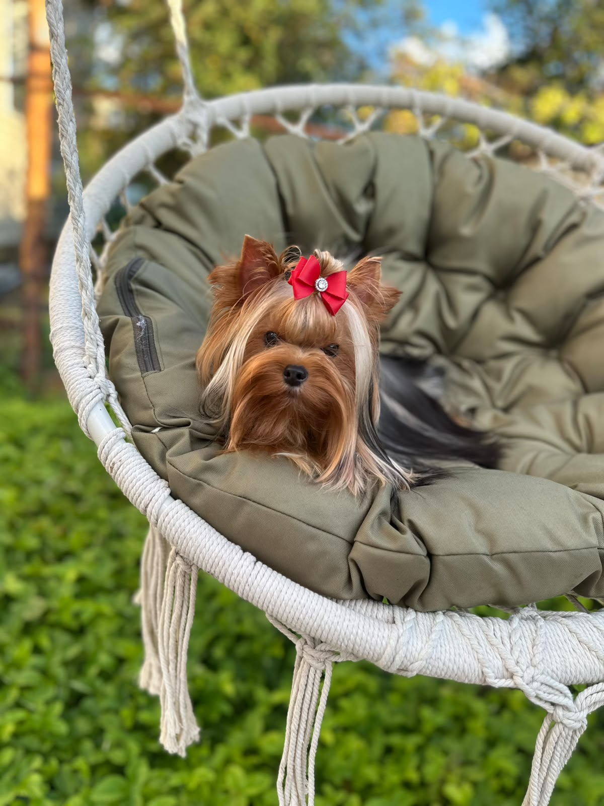 PALES OF TE VINDS AMORE MIO &mdash; Labaza DogPedigree YorkshireTerrier