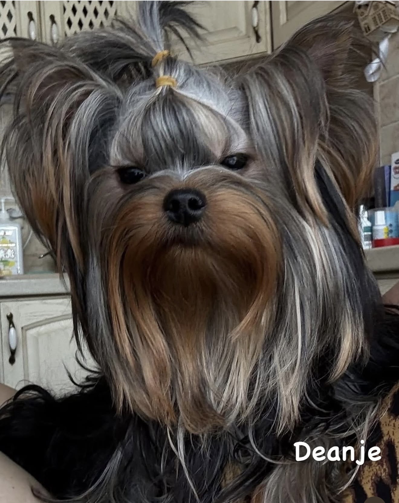 DEANJE DEANJE TERRA INCOGNITA &mdash; Labaza DogPedigree YorkshireTerrier