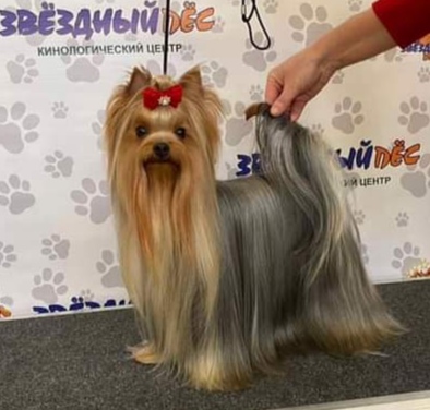 Elm Dendi ELM DENDI THE ONLY ONE &mdash; Labaza DogPedigree YorkshireTerrier