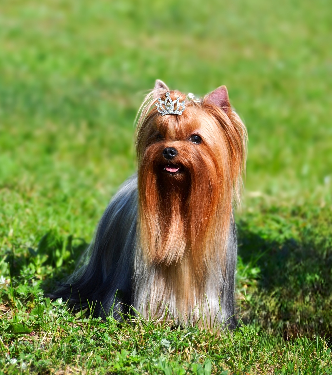 NEFERTITI GLAMOUR DE LUXE &mdash; Labaza DogPedigree YorkshireTerrier