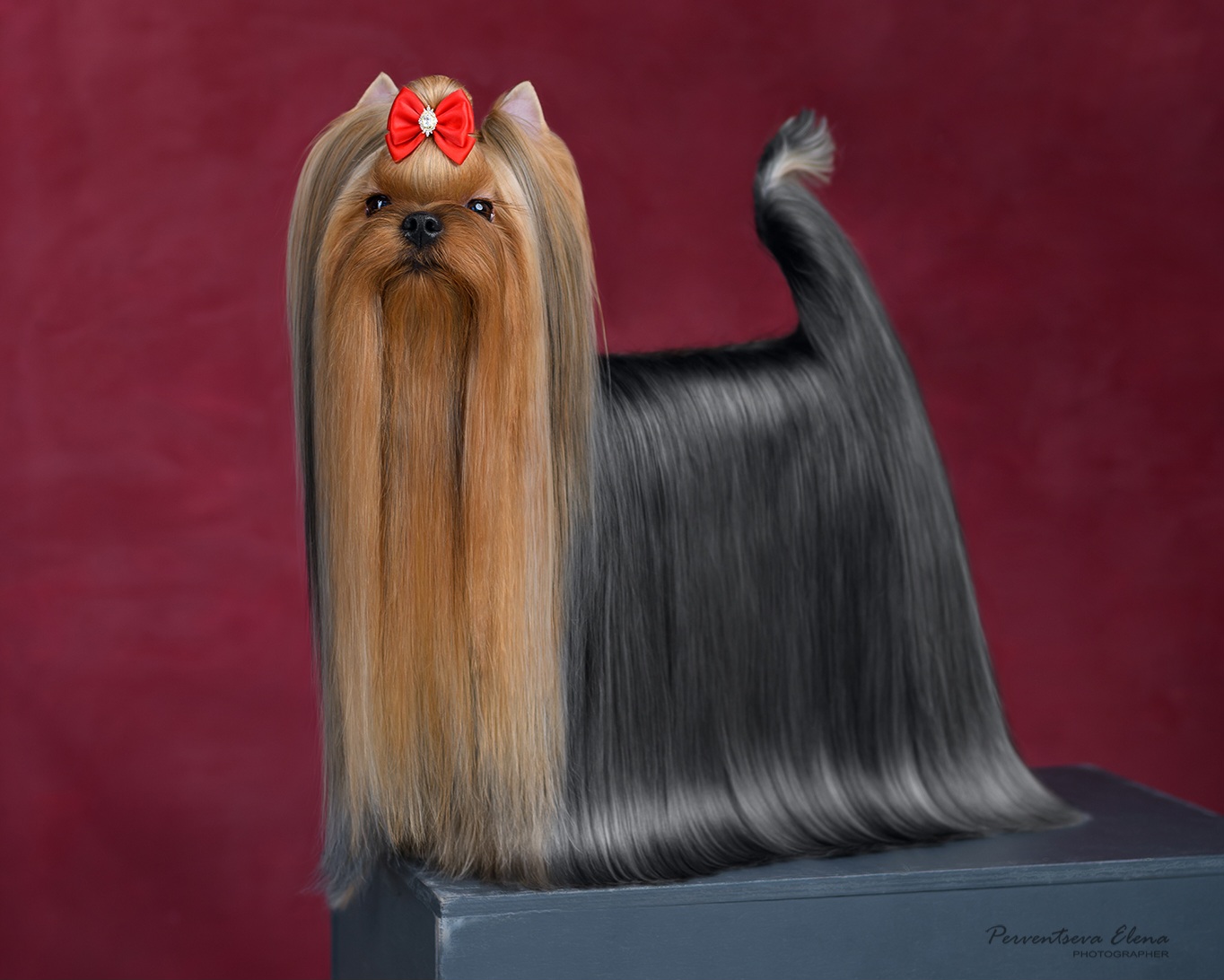 Vole'T Shou VOLE'T SHOU LA-LA LAND &mdash; Labaza DogPedigree YorkshireTerrier