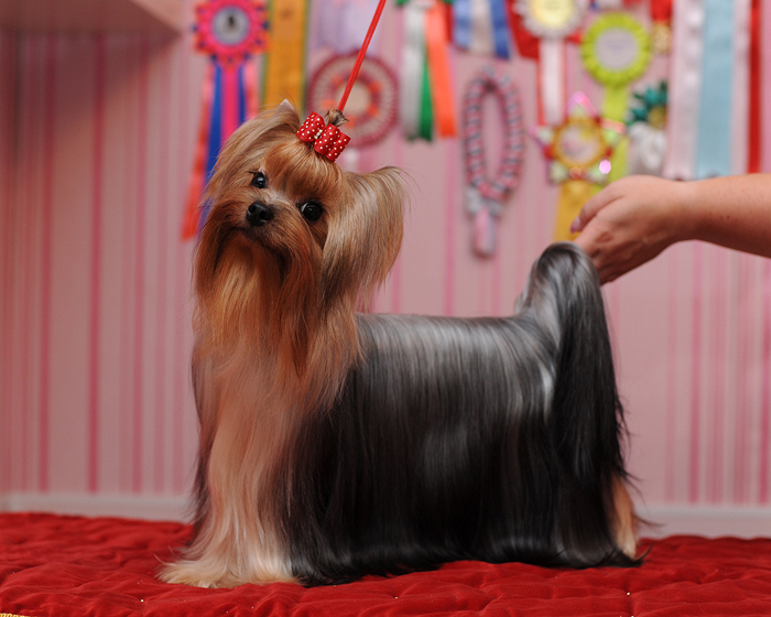Mini Shop MINI SHOP PRACTICALLY PERFECT &mdash; Labaza DogPedigree YorkshireTerrier