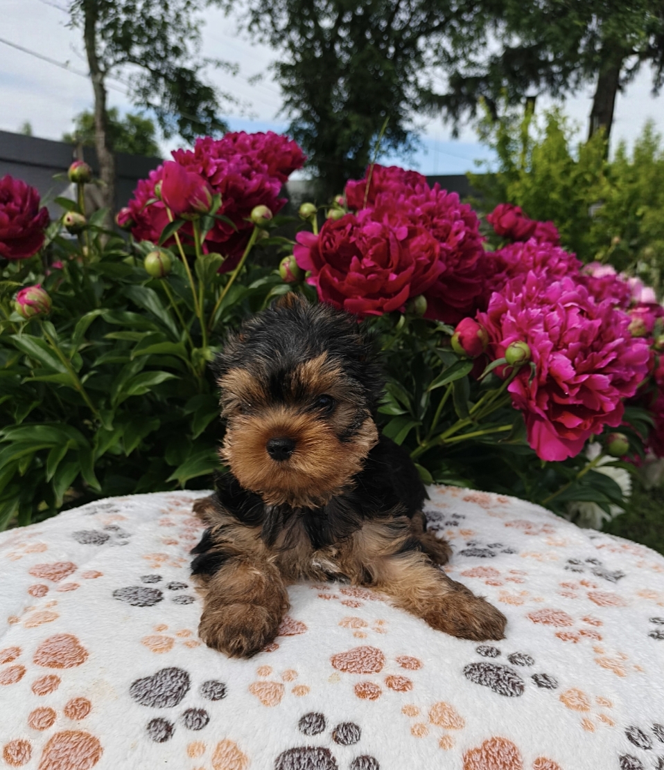 Zhuk_Lena &mdash; Labaza DogPedigree YorkshireTerrier