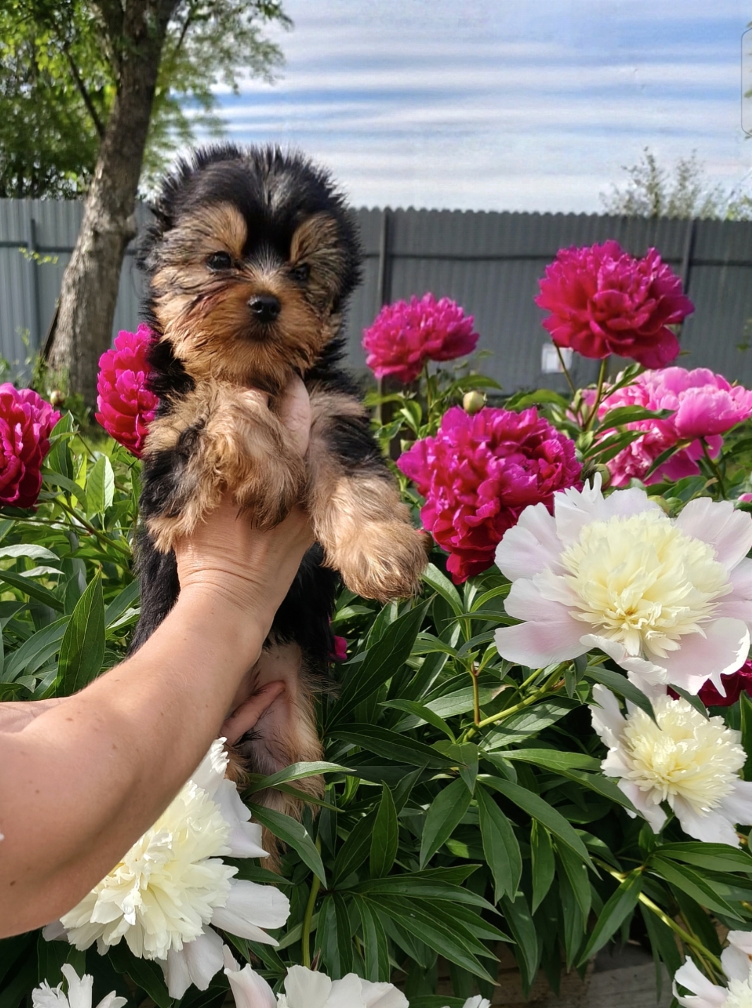 Zhuk_Lena &mdash; Labaza DogPedigree YorkshireTerrier
