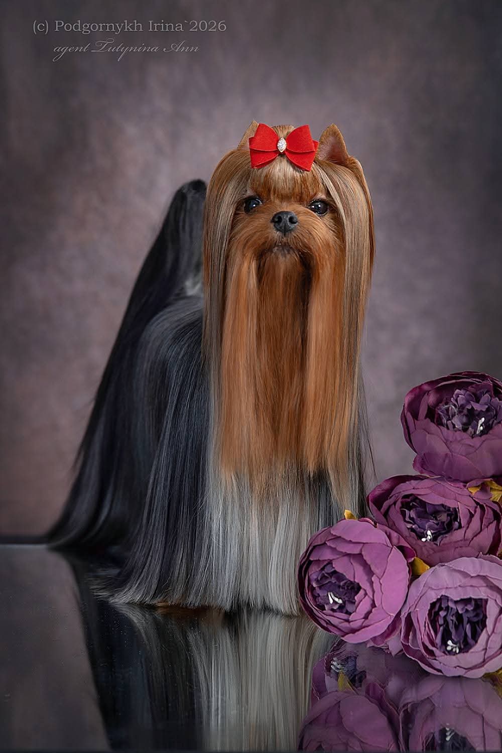 STREET FLASH HISTORY MY LOVE &mdash; Labaza DogPedigree YorkshireTerrier