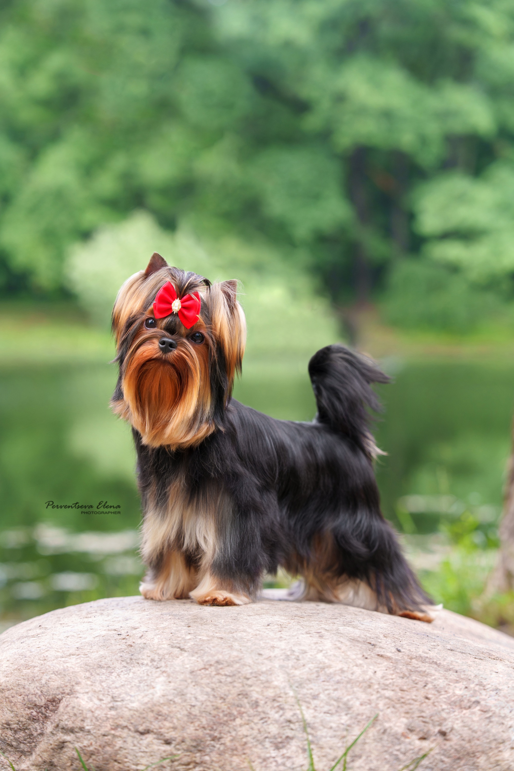 Vole'T Shou VOLE'T SHOU CRUELLA &mdash; Labaza DogPedigree YorkshireTerrier