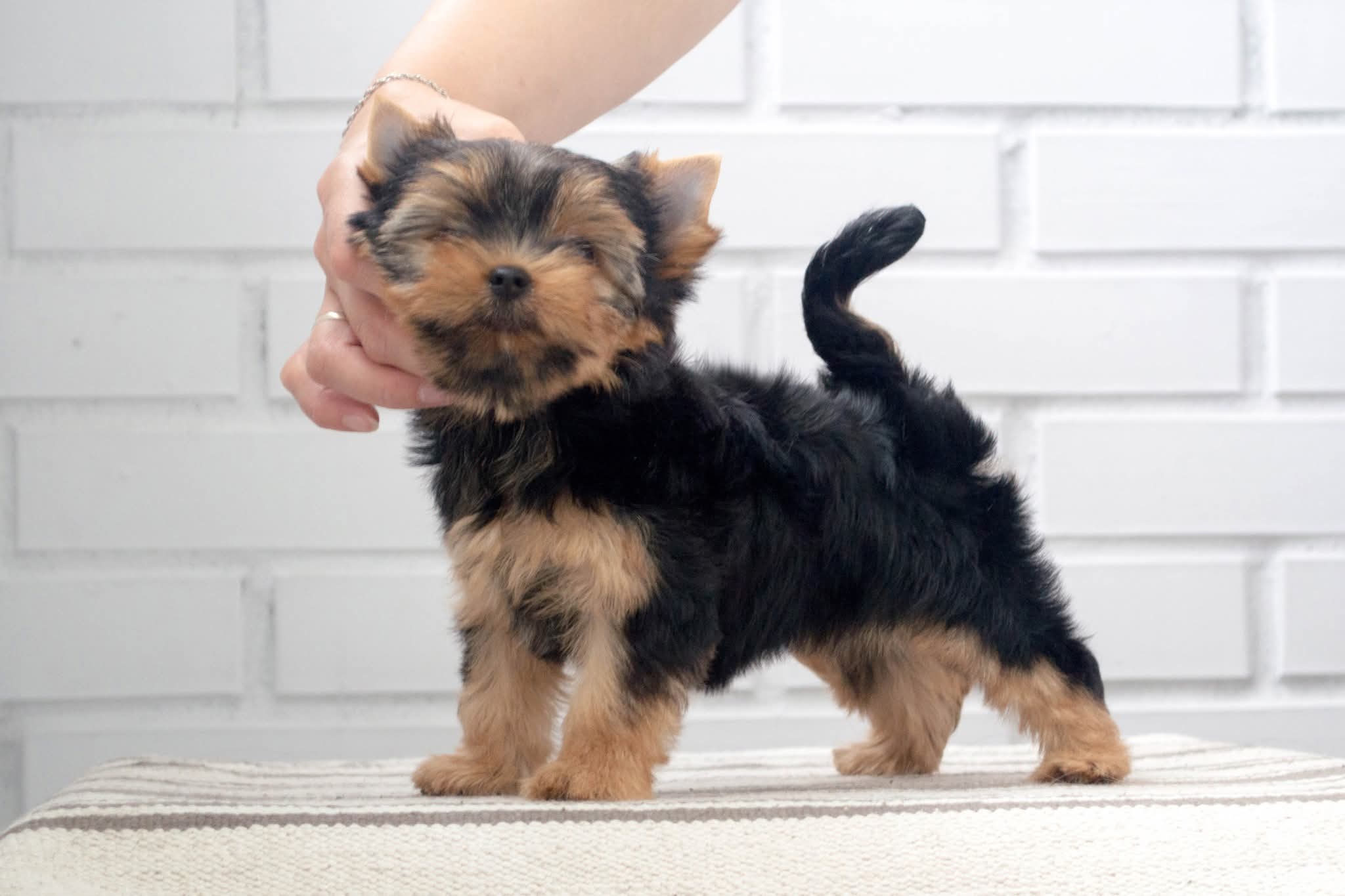 Vole'T Shou VOLE'T SHOU PINA COLADA &mdash; Labaza DogPedigree YorkshireTerrier