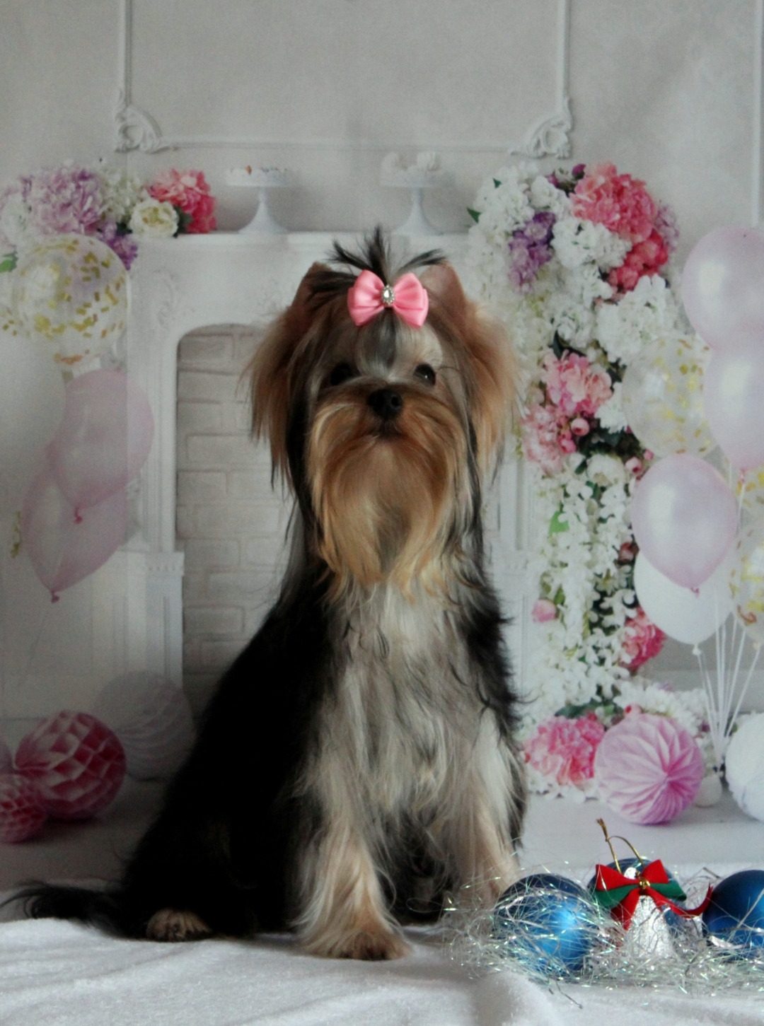PECH HOUP PECH HOUP OPERETTA &mdash; Labaza DogPedigree YorkshireTerrier