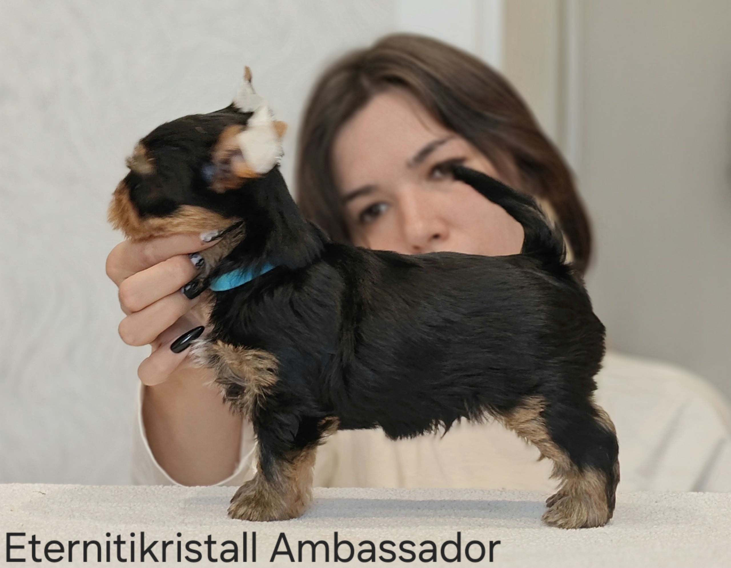 EternitiKristall ETERNITIKRISTALL AMBASSADOR &mdash; Labaza DogPedigree YorkshireTerrier