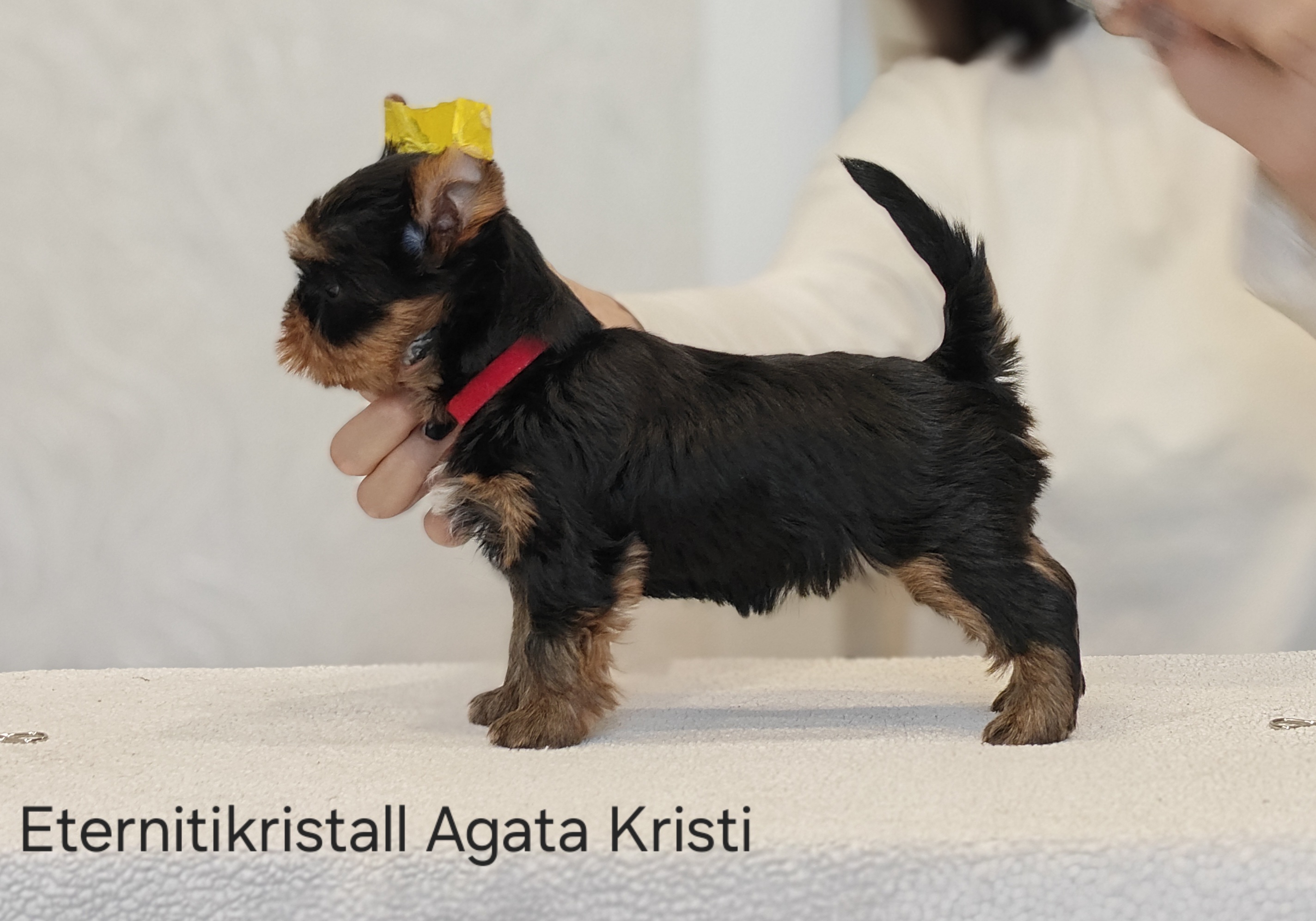 EternitiKristall ETERNITIKRISTALL AGATA KRISTI &mdash; Labaza DogPedigree YorkshireTerrier