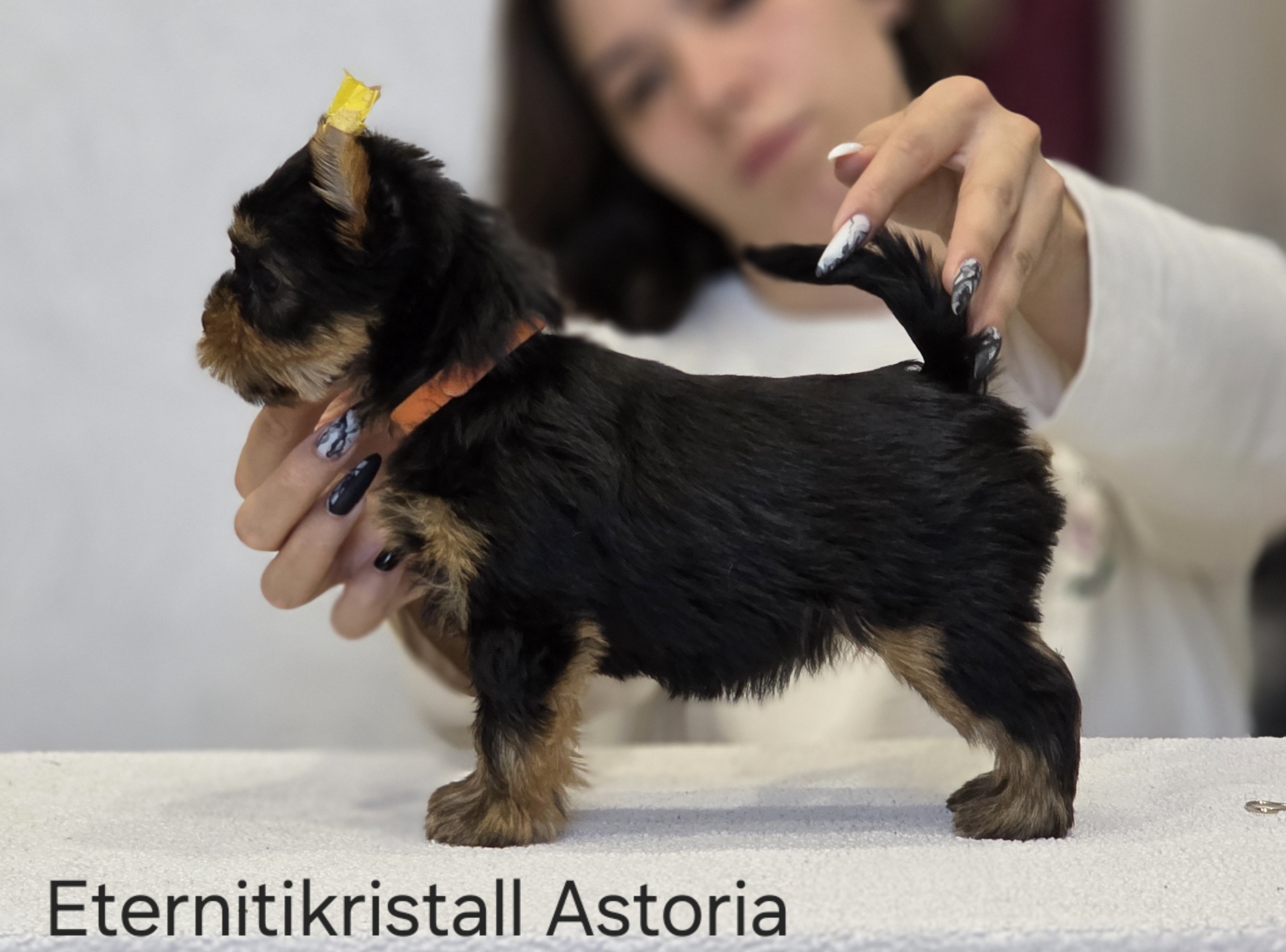 EternitiKristall ETERNITIKRISTALL ASTORIA &mdash; Labaza DogPedigree YorkshireTerrier