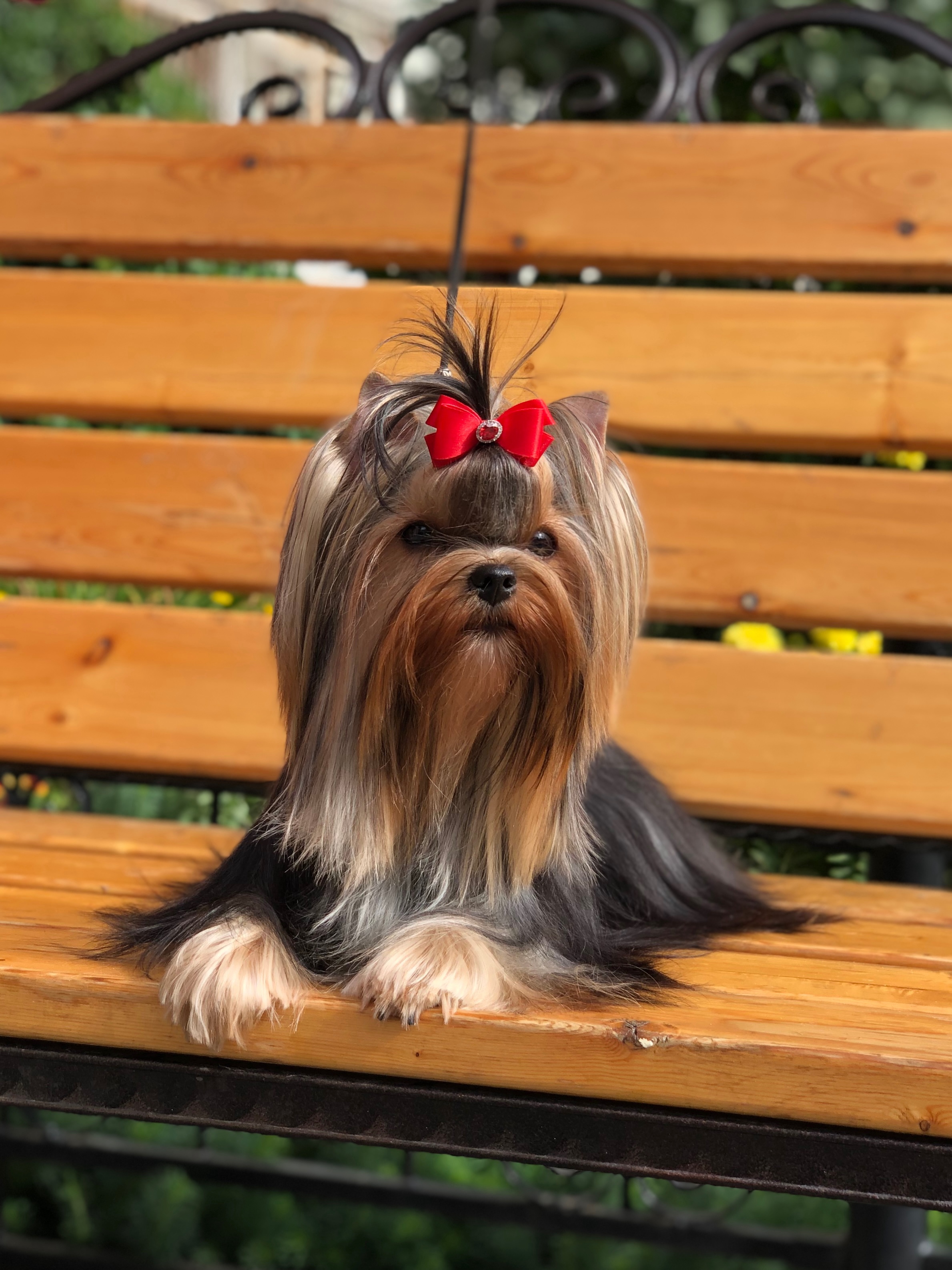 L’Yana De Vista L’YANA DE VISTA BEYONCE &mdash; Labaza DogPedigree YorkshireTerrier