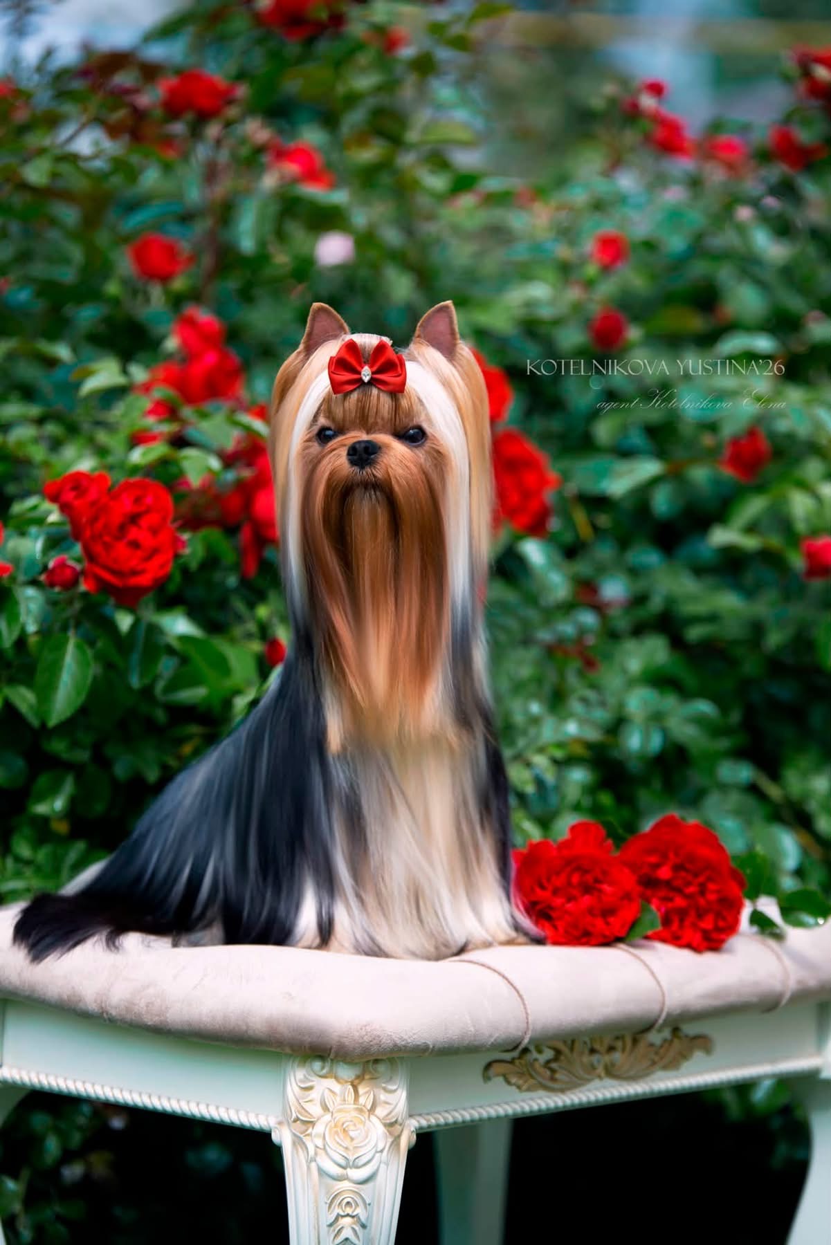 Диана Воронкина &mdash; Labaza DogPedigree YorkshireTerrier