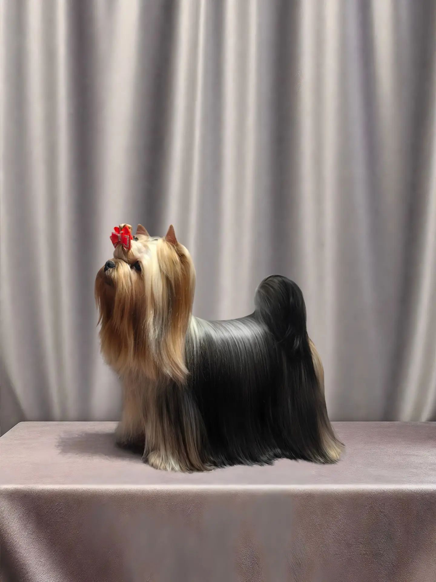 Stjumers STJUMERS SYNTHIA NIXON-II &mdash; Labaza DogPedigree YorkshireTerrier