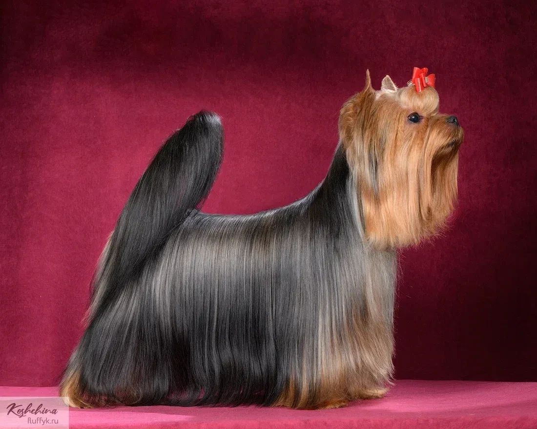 Stjumers STJUMERS ALTERNATIVE &mdash; Labaza DogPedigree YorkshireTerrier