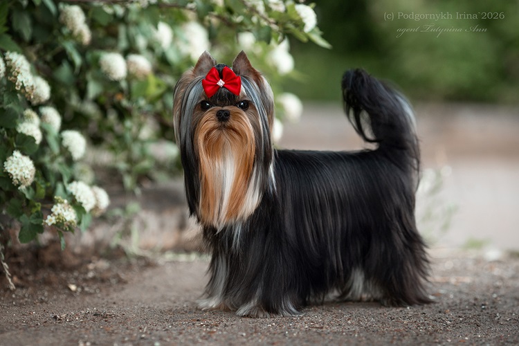 Laranta LARANTA HUGH GRANT &mdash; Labaza DogPedigree YorkshireTerrier