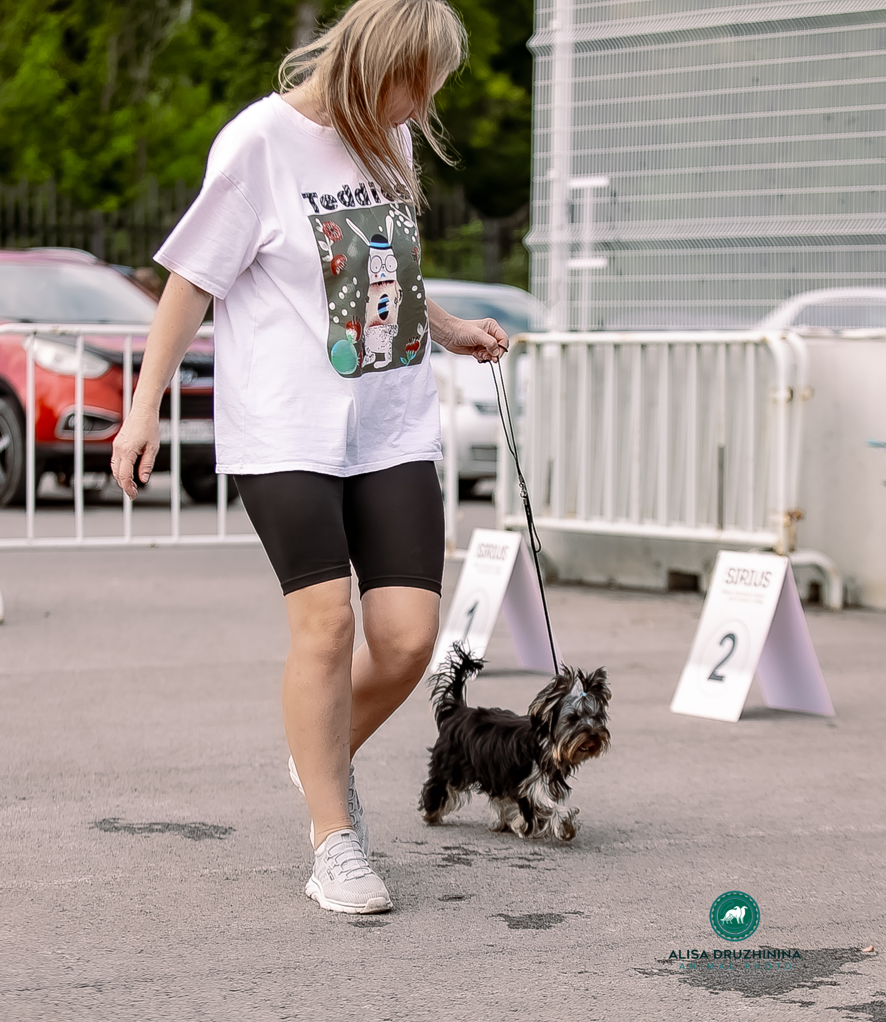 As'Torria Life ‎AS'TORRIA LIFE LAKI STAR &mdash; Labaza DogPedigree YorkshireTerrier