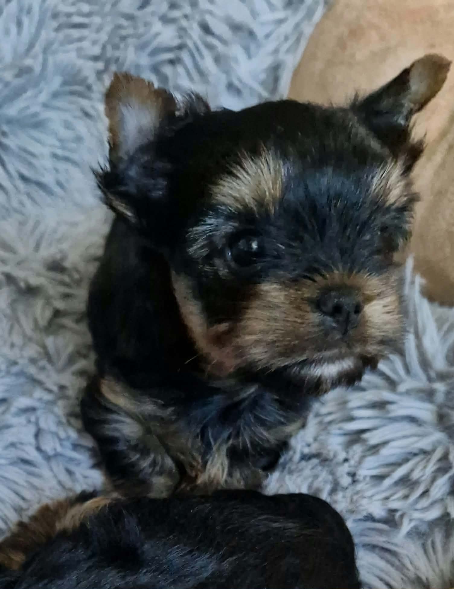 Silver flame SILVER FLAME SHADOWROCKET &mdash; Labaza DogPedigree YorkshireTerrier