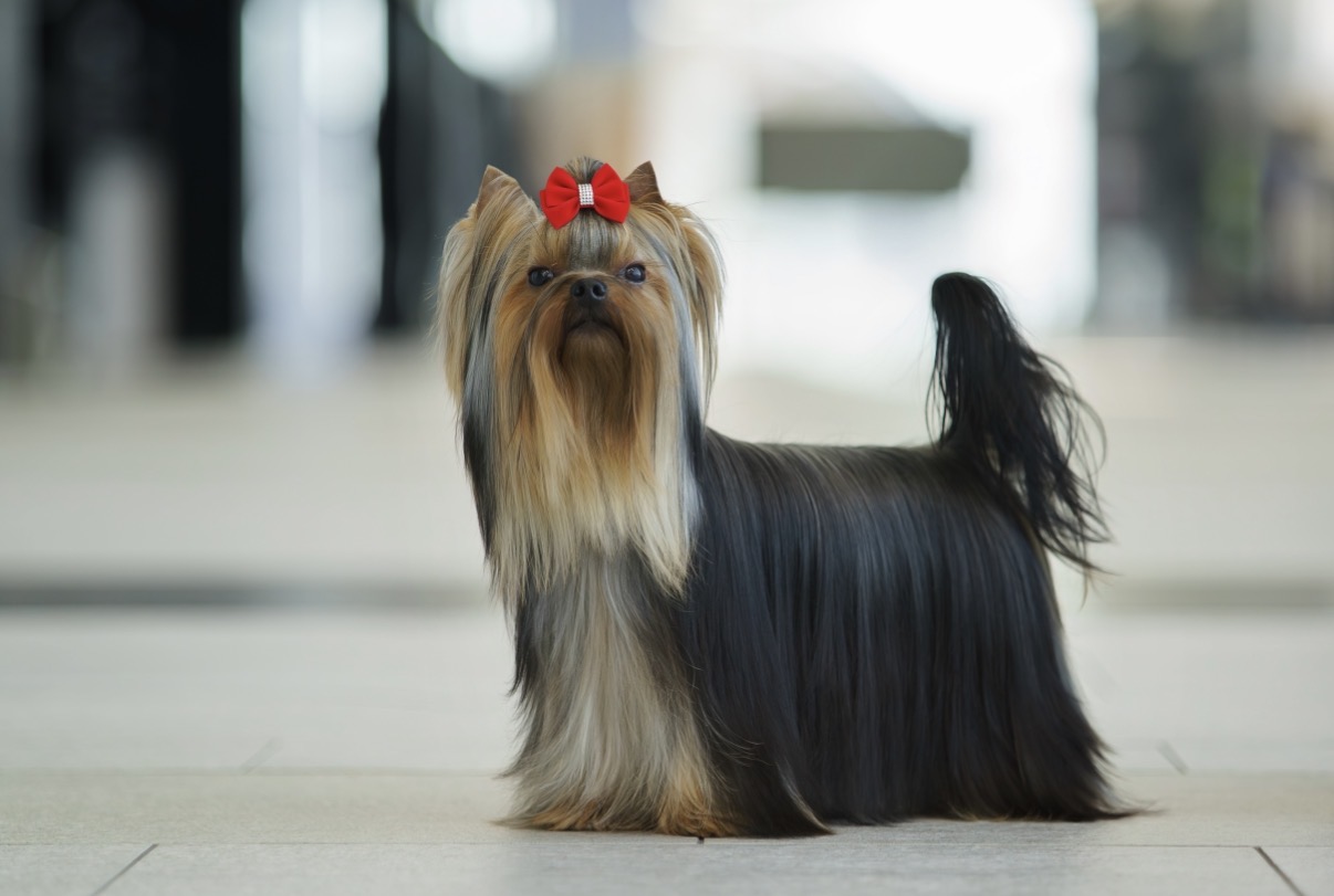 Majestic Force MAJESTIC FORCE TINKY-WINKY &mdash; Labaza DogPedigree YorkshireTerrier
