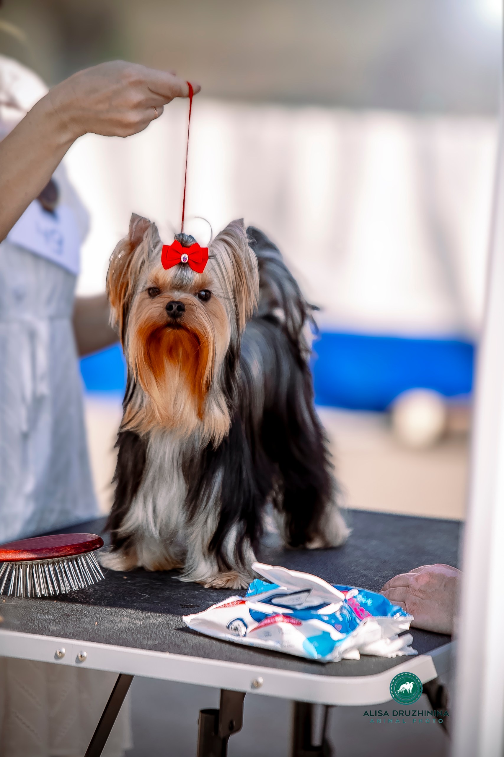 Wellary WELLARY HERITAGE &mdash; Labaza DogPedigree YorkshireTerrier